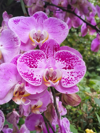 Portrait of beautiful pink orchids close upの写真素材