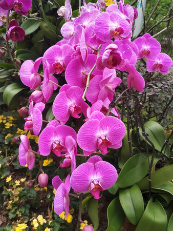 Group of beautiful deep pink orchidsの写真素材