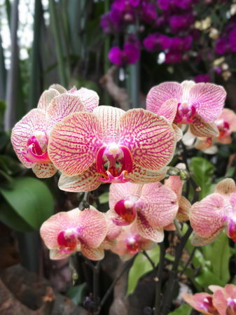 Beautiful pink orchids close upの写真素材