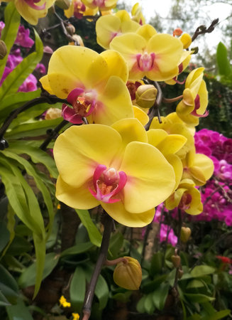 Group of beautiful yellow pink orchidsの写真素材