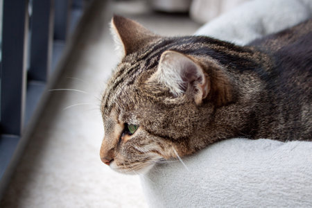 Head of a cute tabby cat lying of a cat bed close upの写真素材