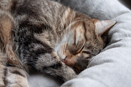 Portrait of cute tabby cat sleeping in the pet bed close upの写真素材