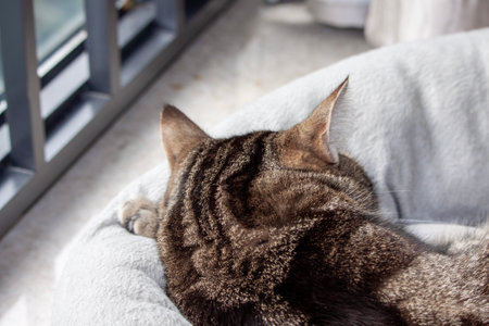 Head of sleeping cute cat lying on a pet bed back view close upの写真素材