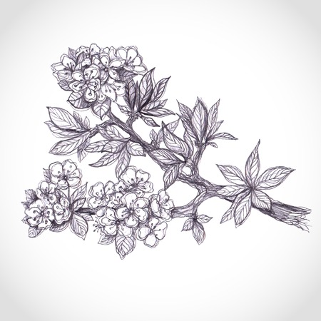 Spring flowering Japanese cherry - Sakuraのイラスト素材