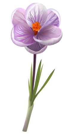 Beautiful crocus  Spring Flower  Vector Illustration  Artのイラスト素材