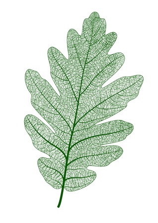 Beautiful oak leaf isolated. Vector realistic illustration.のイラスト素材