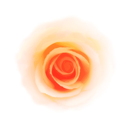 Romantic rose on white background.のイラスト素材
