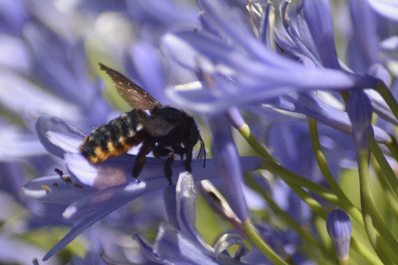 bumblebee in agapantoの写真素材