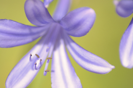 stamens of agapantoの写真素材