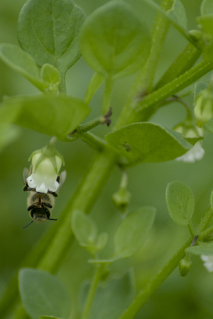 Bee in bloomの写真素材