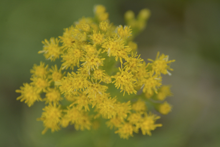 Yellow inflorescenceの写真素材