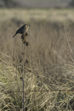 Colored chest on thistleの写真素材