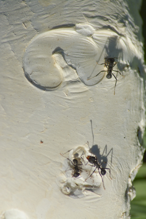 Ants on mushroomの写真素材