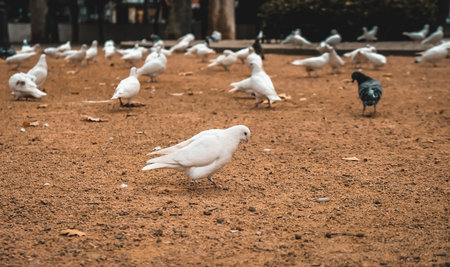 Hungry determined white dove pacing on sand looking for food in a park. Many pigeons and different...