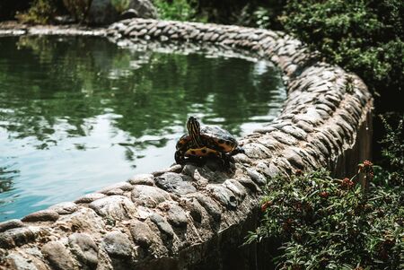 A cute turtle facing the camera while walking along the stone curb near a pond in Marbella. Wild nature outdoors in a public Spanish park. Surprised animal in the natural environment.の写真素材