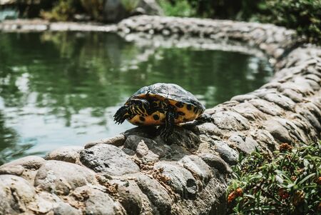 Scared turtle looking out of the shell after hiding. Frightened animal by tourists in a public park in Marbella, Spain. Cute creature woke up after sleeping.の写真素材