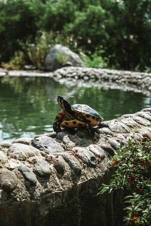 Angry turtle looking away from the camera irritated by tourists. Disturbed animal in a public park in Marbella, Spain. Turtle walking along the edge of a natural pond in Malaga area.の写真素材