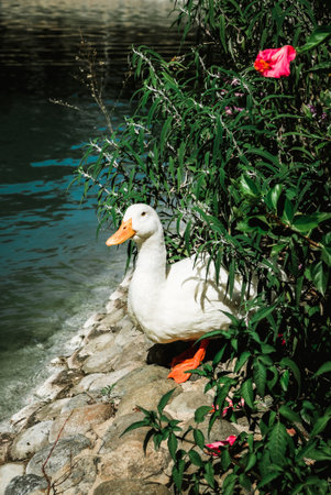 Close up view of a frightened white duck with a yellow beak hiding behind the bush. Natural behavior of a pekin duck. Spotted near a lake in a park in Marbella, Spain.の写真素材