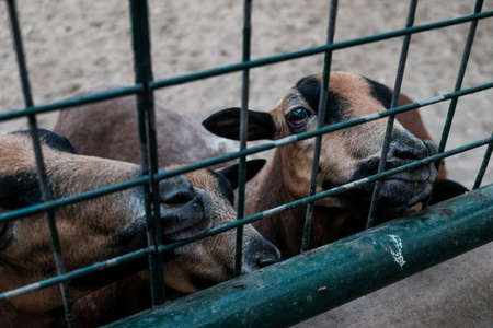 Hungry goats in a cage, desperate for food in jail. Caged captive animals held prisoners in a zoo or on a farm. Group of young brown domestic goat species in barn behind a fence. Milk breeding goatsの写真素材