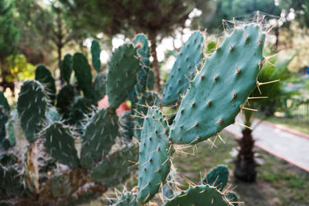 Blind prickly pear cactus field. Closeup view of green cacti leaves with sharp spines. Beautiful tropical background. Growing natural cactuses outdoors in the wilderness. Bright opuntia rufida speciesの写真素材