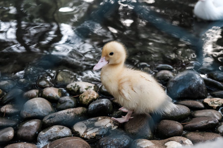 Cute small yellow duckling at a pond. Walking on stones looking funny. Locked up in a zoo behind a green fence. Little sad fluffy duck captive in prison behind bars. Domesticated animals.の写真素材