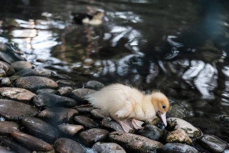 Cute small funny yellow duckling at a pond. Walking on stones looking for food. Locked up in a zoo...