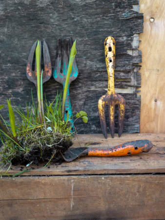 composition with garden tools and sprouts