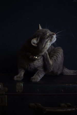 gray cat lies on a black vintage suitcase