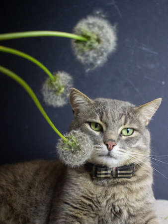 gray cat lies on a black vintage suitcaseの写真素材