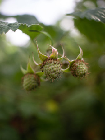 summer vegetables and herbs in the summer gardenの写真素材