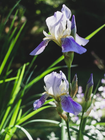 summer flowers and plants in bloom in the garden