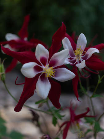 summer flowers and plants in bloom in the gardenの写真素材