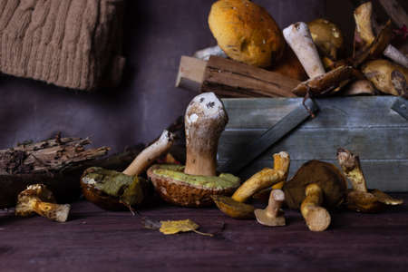 Autumn still life with mushrooms on a dark backgroundの写真素材
