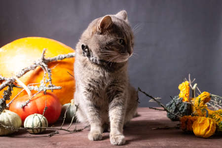 gray cat on black background with Halloween pumpkinsの写真素材