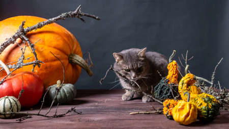 gray cat on black background with Halloween pumpkinsの写真素材