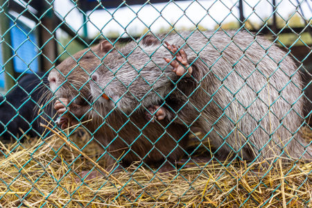 life of pets on the farmの写真素材