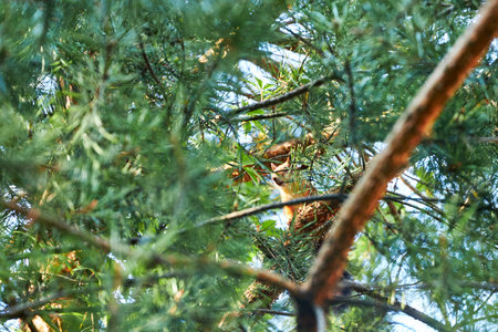 Squirrel on the branches of a pine tree in the forest.