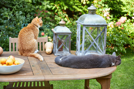 Two cats sitting on a wooden table in the garden next to a lantern and applesの写真素材