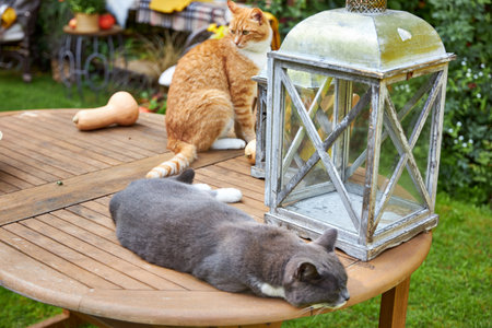 Cats and lanterns on a table in the garden in summerの写真素材