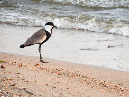 Lapwing bird on lake beachの写真素材