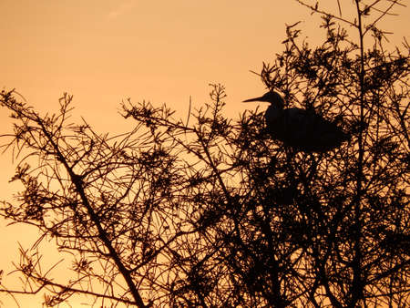Orange sunset with a silhouette of an Egret perched in a treeの写真素材