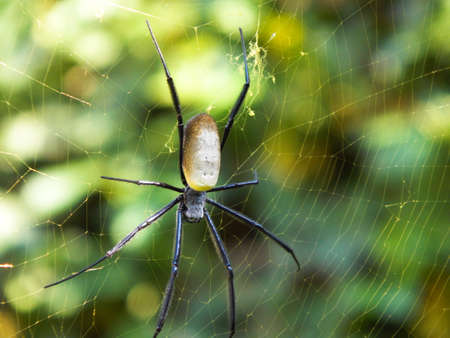 Top view of a large orb spider in its webの写真素材