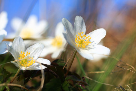 Beautiful anemone in the wind, close up