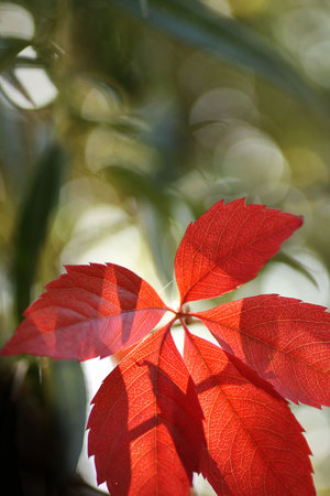Beautiful autumnal leaves closeup