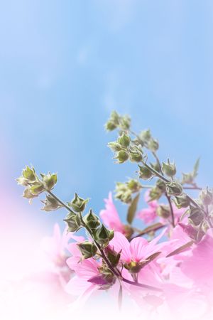 Background with flowers against blue skyの写真素材