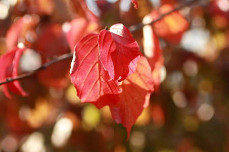 Beautiful autumnal leaves closeupの写真素材
