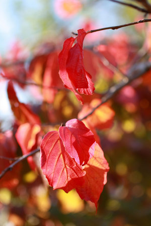 Beautiful autumnal leaves closeup