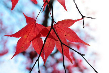 Red Japanese maple tree closeup