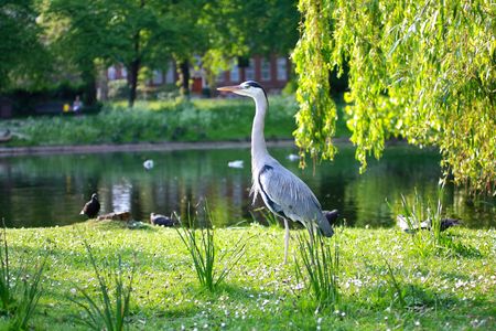 Beautiful Heron in London park, close upの写真素材