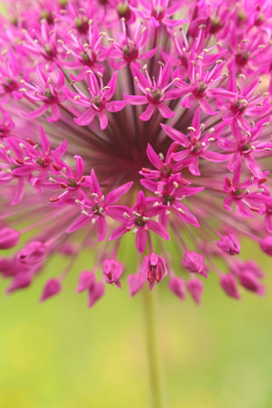 Purple garden flower, macro